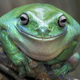 Bufofrog